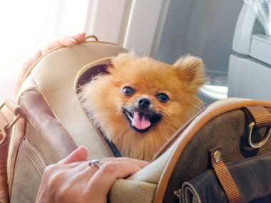 Countries That Allow Dogs without Quarantine